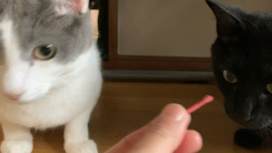 歯ブラシもリアルにゃ〜!