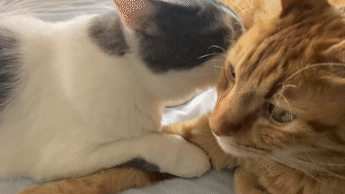 ほほ肉ガジガジ