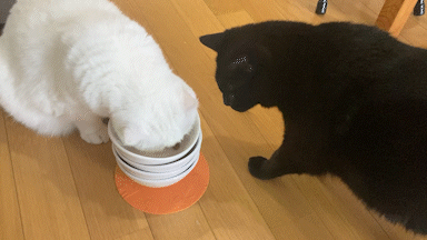 じ～っ…すきありっっ！