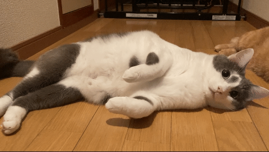 暑い日はねこも溶けます