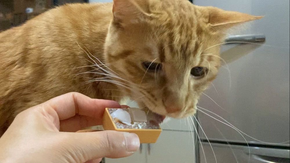 「美味しそうだニャ〜」